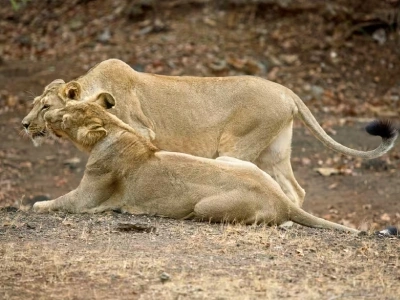 Dwarka Somnath Gir Diu Package
