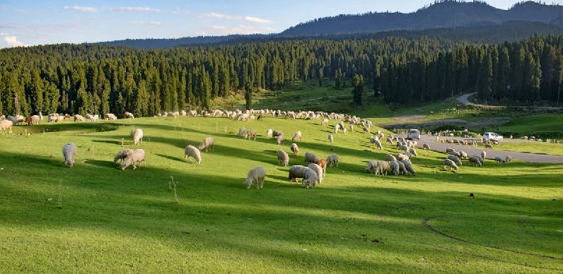 Complete Kashmir Tour Package with Doodhpathri
